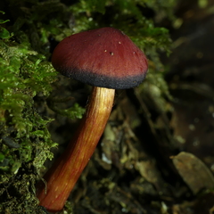 Cortinarius vinicolor