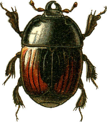 Atholus scutellaris