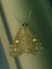 Udea olivalis