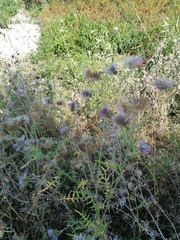 Galactites tomentosus