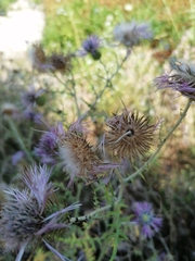 Galactites tomentosus