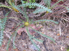 Banksia dallanneyi
