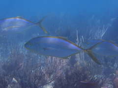 Caranx bartholomaei