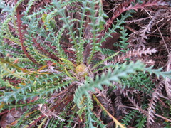 Banksia dallanneyi