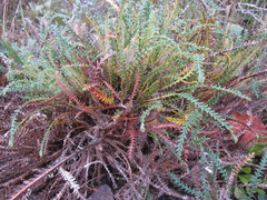 Banksia dallanneyi