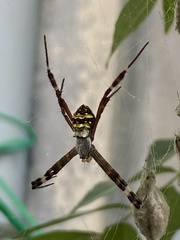 Argiope