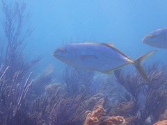 Caranx bartholomaei