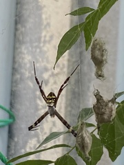 Argiope