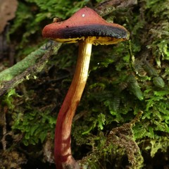 Cortinarius vinicolor
