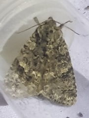 Acronicta rumicis
