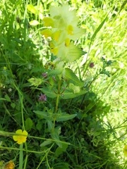 Rhinanthus alectorolophus