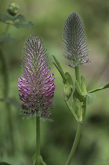 Trifolium incarnatum molinerii