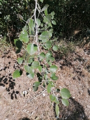 Populus alba