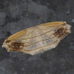 Leucoblepsis