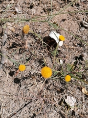 Anacyclus valentinus