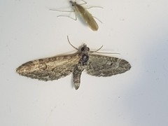 Eupithecia nanata