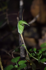 Pterostylis alobula