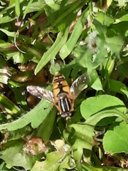 Helophilus pendulus