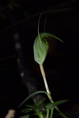 Pterostylis alobula
