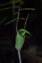 Pterostylis alobula