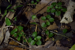 Pterostylis alobula