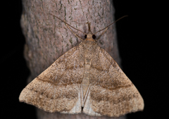 Hypena atomaria