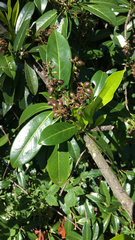 Prunus laurocerasus