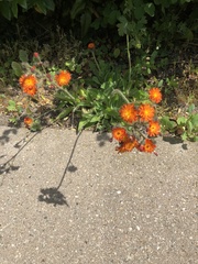 Pilosella aurantiaca