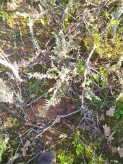 Erica hirtiflora