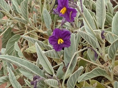 Solanum ellipticum