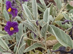 Solanum ellipticum