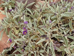 Solanum ellipticum