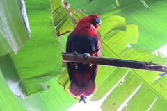 Eclectus roratus