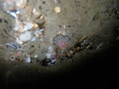 Anthopleura minima
