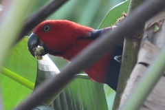 Eclectus roratus