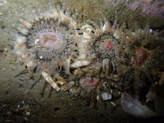 Anthopleura minima