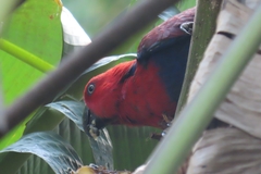 Eclectus roratus