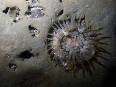 Anthopleura minima