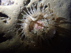 Anthopleura minima