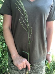 Rumex