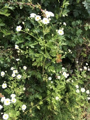 Tanacetum parthenium