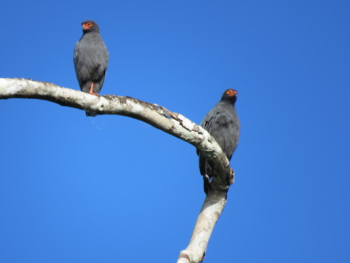 Slate-colored Hawk (Buteogallus schistaceus), photo 7