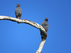 Buteogallus schistaceus