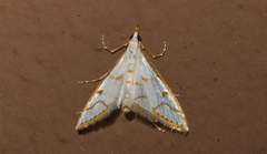 Ramila