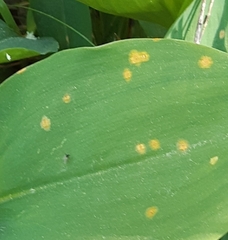 Puccinia sessilis