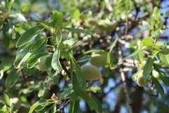Prunus amygdalus