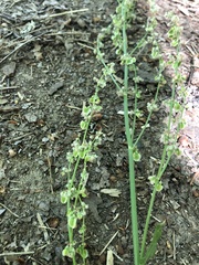 Rumex