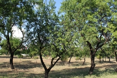 Prunus amygdalus