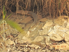 Urva