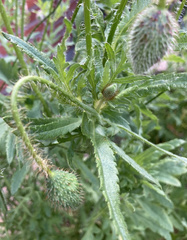 Papaver rhoeas